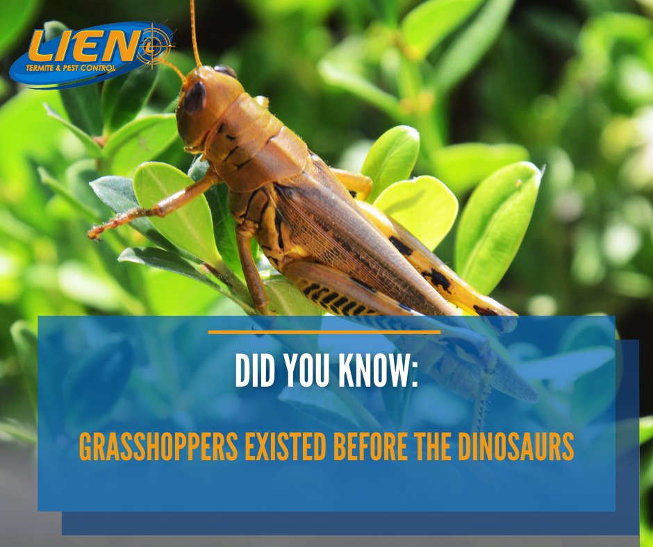 Grasshoppers have been roaming the Earth for over 300 million years, as evidenced by fossil records! #EarthDay #PestFact