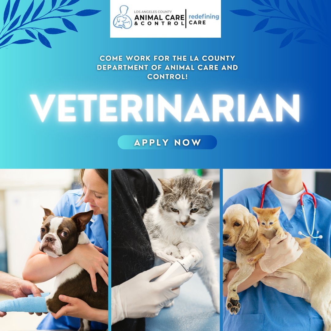The LA County Department of Animal Care and Control is hiring part time and full time Veterinarians. Apply now: bit.ly/3UvV1db?trk #lacounty #careers #lacountyjobs #jobhunt #hiringnow #losangeles #countyjobs #jobseekers #veterinariancareers #veterinarianjobs #animalcare
