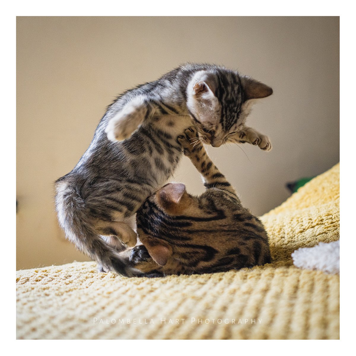 Meet our new Bengal kittens we adopted from an animal rescue centre
#bengalcats #kittens #leopardcat #cat #CatsOfTwitter #CatsLover #cats #wildthing