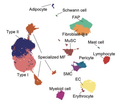 UPF Medicine and Life Sciences (@upfbiomed) on Twitter photo 📣 The groundbreaking 'Multimodal cell atlas of ageing human skeletal muscle' is now published in <a href="/Nature/">nature</a>. This international scientific collaboration presents the most comprehensive single-cell atlas of #aging muscle yet.
👉🏼 tuit.cat/0T2XO 📣 The groundbreaking 'Multimodal cell atlas of ageing human skeletal muscle' is now published in <a href="/Nature/">nature</a>. This international scientific collaboration presents the most comprehensive single-cell atlas of #aging muscle yet.
👉🏼 tuit.cat/0T2XO