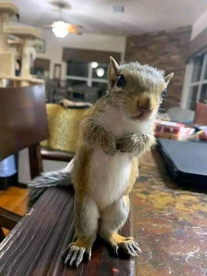 Squirrel Lover World tweet media