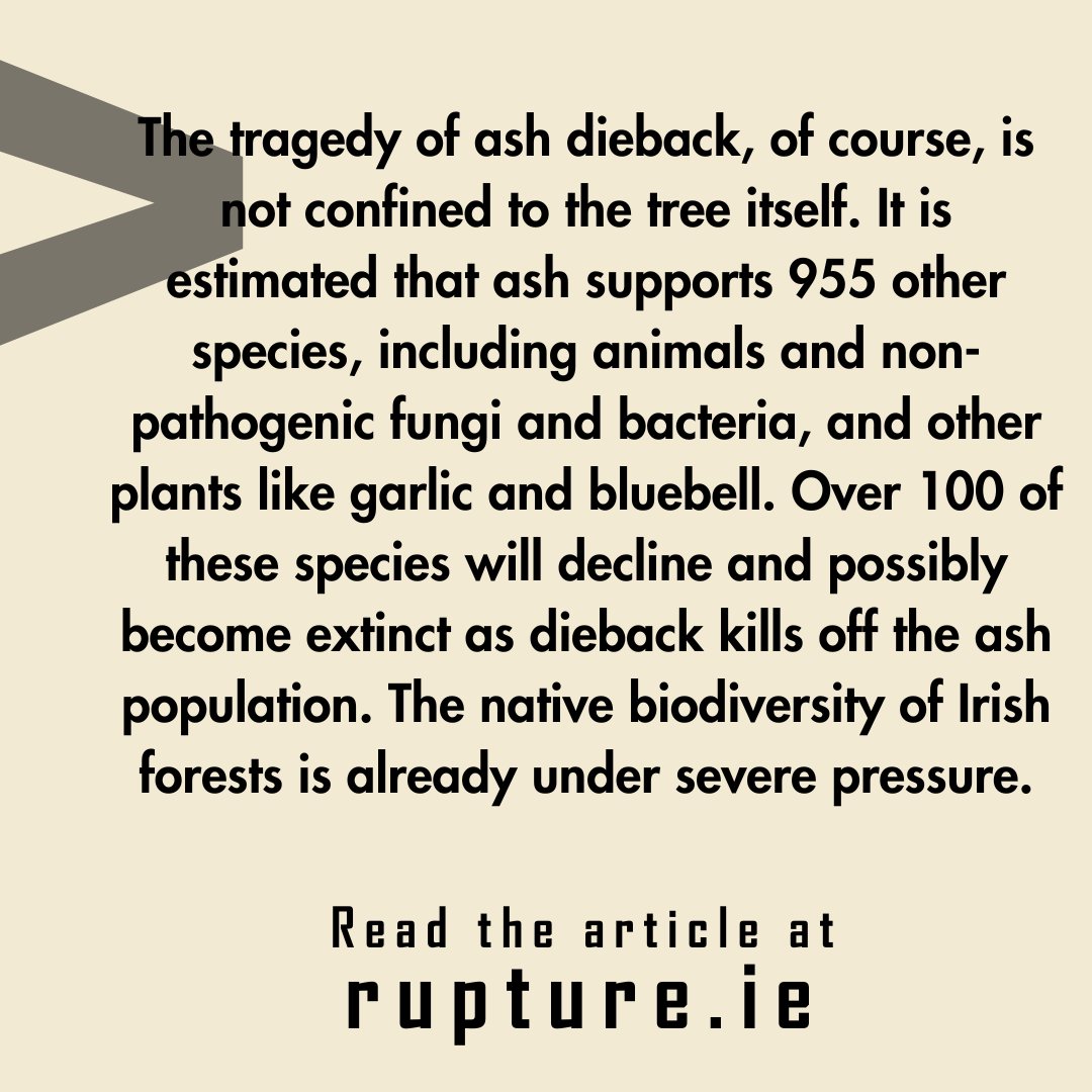 Ash dieback is killing our ash trees. Since first being discovered here in 2012, the disease is now in every county, and poses a major threat to our biodiversity. Find out how this disease got here and spread so rapidly, and why we should care. rupture.ie/articles/trees…