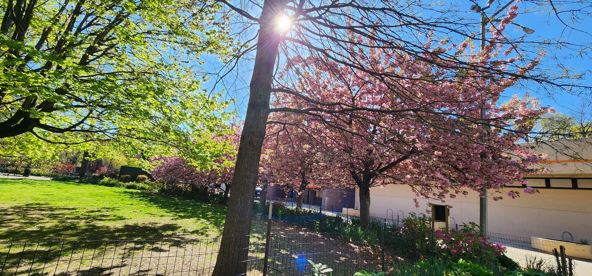 RoseleneDolce's tweet image. Cherry Blossoms 🌸 Trees

#SignsofSpringNYC