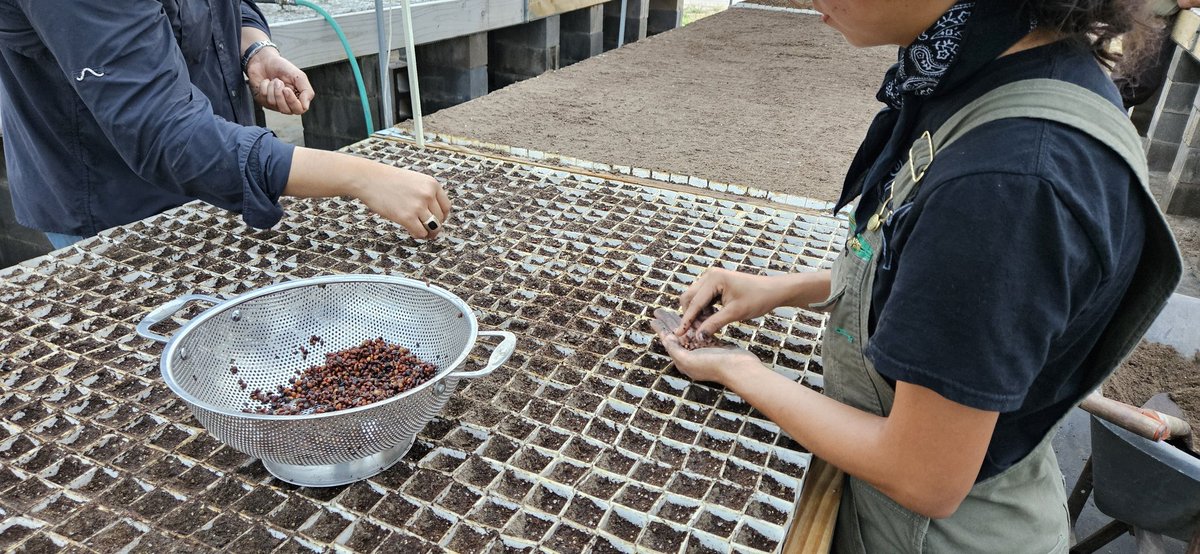 This Earth Day (and everyday), I am grateful to have the privilege of collecting seeds that are used in restoration of our Thornforest ecosystem. Each seed has the potential to grow to be habitat, food, air &amp; water purifier, &amp; a climate champion! #lovethemback <a href="/AmericanForests/">American Forests</a>.