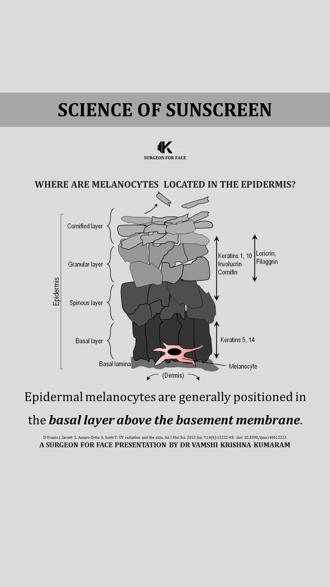 IN HUMAN SKIN, IS MELANIN PRESENT ONLY IN EPIDERMIS?

#vamshikumaram #vamshikumaramthoughts #surgeonforface #surgeonforfaceknowledge #education #doctor

#sunscreen #sunscreenspf50 #sunscreenroutine #uvraysprotection #UVrays #sunblock #SunblockCream #sunblockspf50