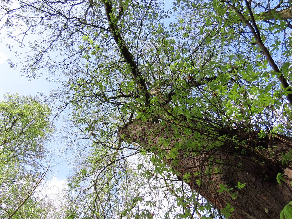 📌 Trowse Newton, Norfolk, England, UK A beautiful Sweet Chestnut (Castanea sativa) woodland. @WoodlandTrust #SweetChestnut #woodland #trees #wildlifephotography #wildlife #nature #NatureBeauty #NatureLovers #NaturePhotography #countryside #Norfolk #England #UK