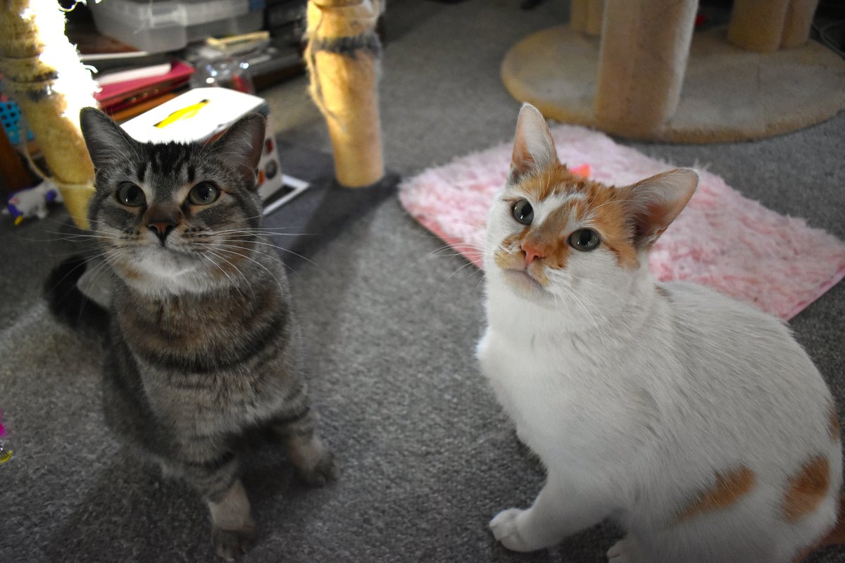FartyCheddarCat's tweet photo. Da erff be a ball
And I tells dis to Fig
I not noes jus how
I jus noes dat it big

I tells him bout erff
How it gwound and it air
I ses it importint
We gots to halp care

#CheddarPoetry #EarthDay #FiggyGotHisBallAfterAndCalledItErff #SillyFiggyNotUnderstand #StillNoFin https://t.co/LesToItumk
