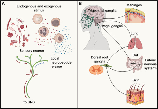 #Immunity30th 'Sensory neurons: An integrated component of innate immunity': Deng, Gillis, Kaplan, and Chiu review pathways by which peripheral neurons regulate autoinflammation, host defense, & tissue repair. They discuss recent studies showing that neurons have served as