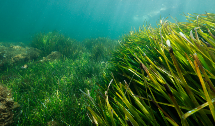 Why not celebrate #EarthDay by booking your FREE spot on a seagrass webinar?  

📅25 April
⏰19:30-20:30  

- Learn why seagrass is worth protecting 
- Discover sustainable tips for anchoring & mooring  

Book now: rya.org/F7iN50R9p0s 

#SaveOurSeabed
