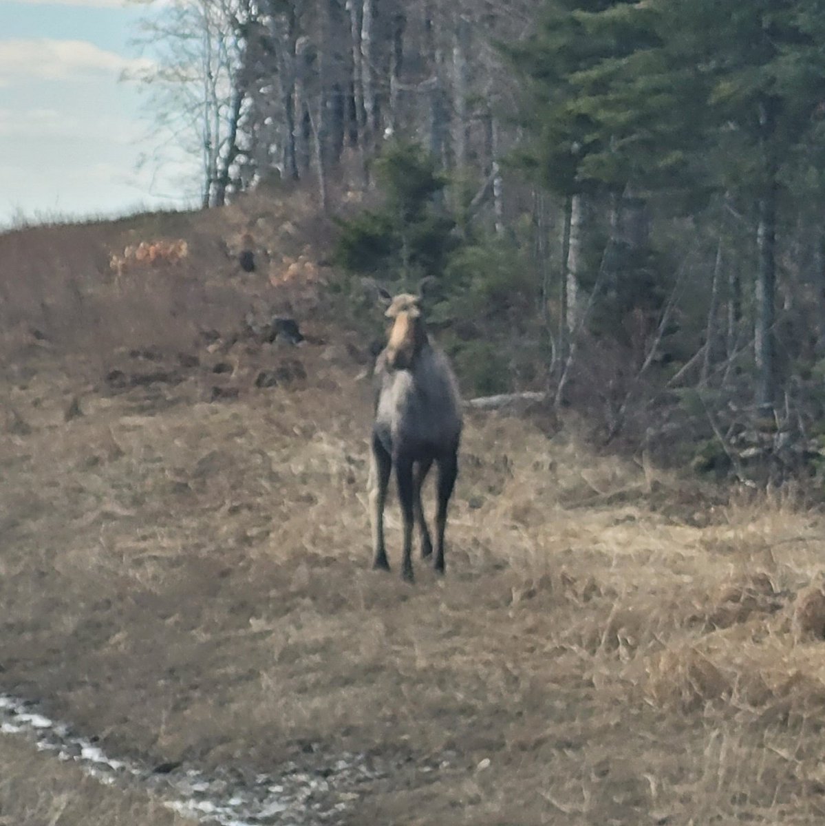 I love this job. Got to meet this 🫎 this morning while out looking for the remaining snow pack. #maine #moose #mewx