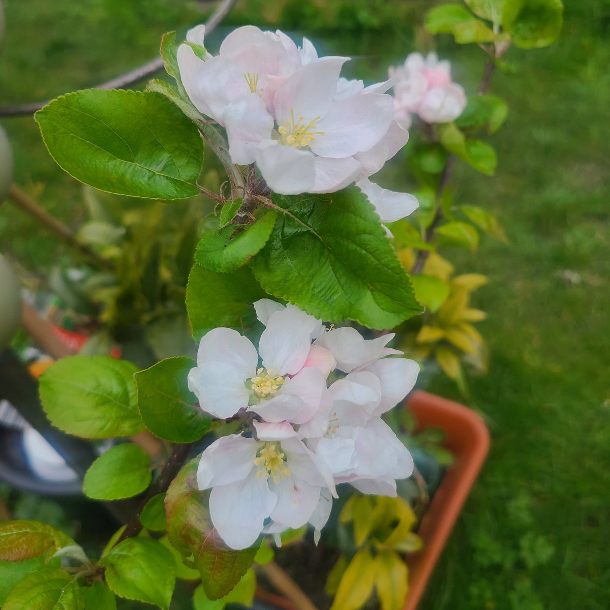 Apple tree 🌳