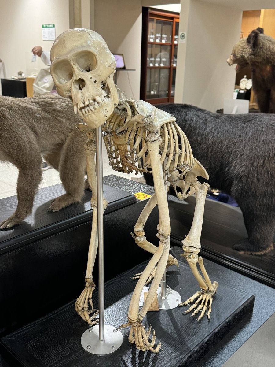 doid_oi's tweet photo. ゴリラの骨は人間かとおもった。多種多様な動物を一気見すると共通点が多いことに気づき、なるほどなーとなる https://t.co/LQ363HhNjm