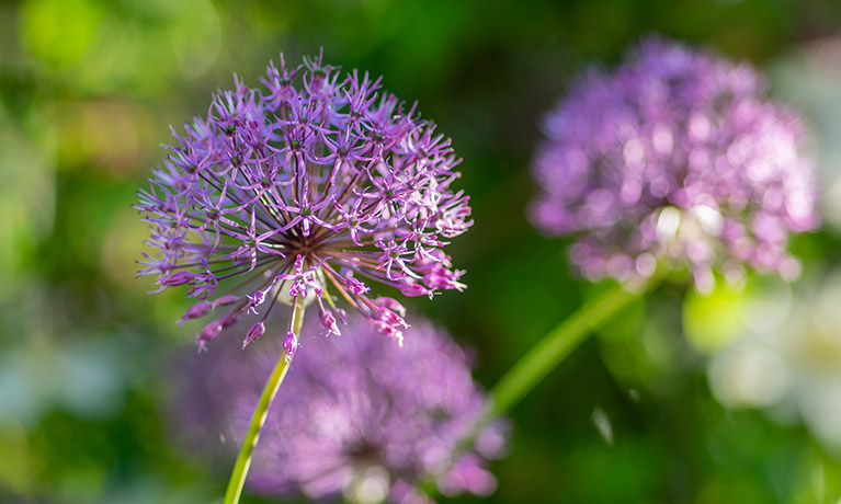 🌍 Happy #WorldEarthDay! 🌱 Today we're proud to spotlight @CoventryCAWR. Their dedication to #sustainable agriculture and environmental resilience is shaping a brighter, greener future for our planet. 🌿 ➡️coventry.ac.uk/research/areas…