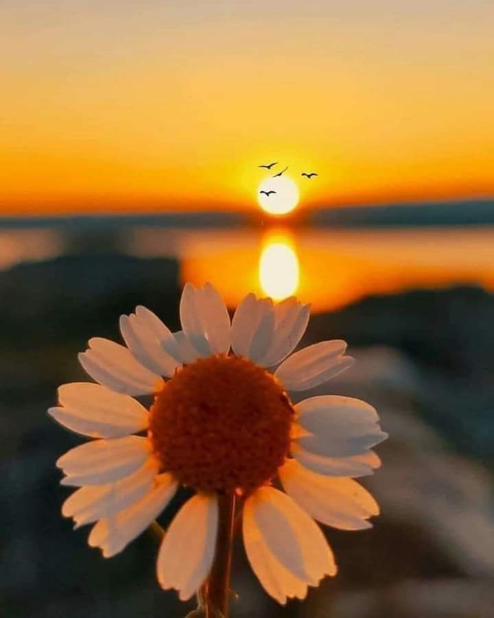 سلام علیکم 

Kalbi insanın pusulasıdır dedi meczup , yolunu kaybettiysen önce pusulanı bul !

Bugün de akşam odu.

HAYIRLI AKŞAMLAR HERKESE  💫☕