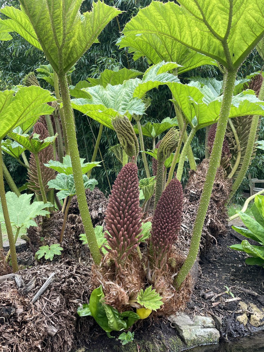 Today is #EarthDay a day where environmental issues take centre stage. Plants are crucial to the existence of all life on earth. You can follow one of our free adult trails to learn more about the amazing world of plants & work our collection supports. botanic.cam.ac.uk/learning/trail…