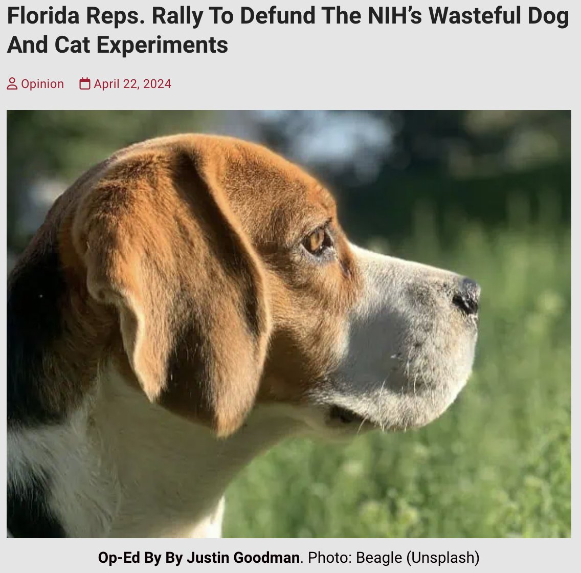 New WCW op-ed in @tampafreepress: 'When it comes to painful and unnecessary dog and cat testing, wasteful NIH spending is the problem, and the PAAW Act is the solution. Stop the money. Stop the madness!' 📰Florida Reps. Rally To Defund The NIH’s Wasteful Dog And Cat Experiments