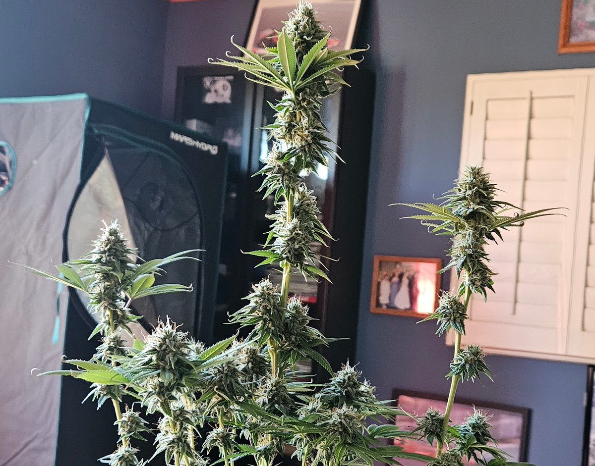 The Anomaly (@TheGrassMenagry)  
2nd Plant Harvested 
#cannabisculture #cannabisgrower #CannaLand
