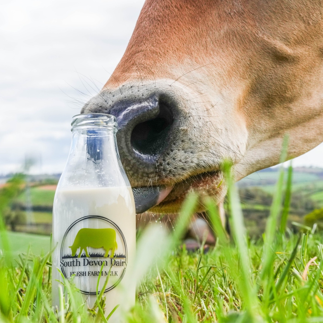 We love that South Devon Dairy are supplying the milk for our Devon Farm Business Awards this year!🥛 Thanks to Niall (Best Young Farmer 2023) & team for supporting us and the farming community! #supportingeachother #bestyoungfarmer #thankyou #southdevondairy #dfba24