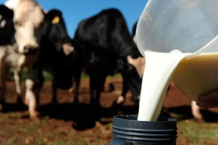SC lança programa de promoção da cadeia produtiva de leite canalrural.com.br/pecuaria/boi/s…
