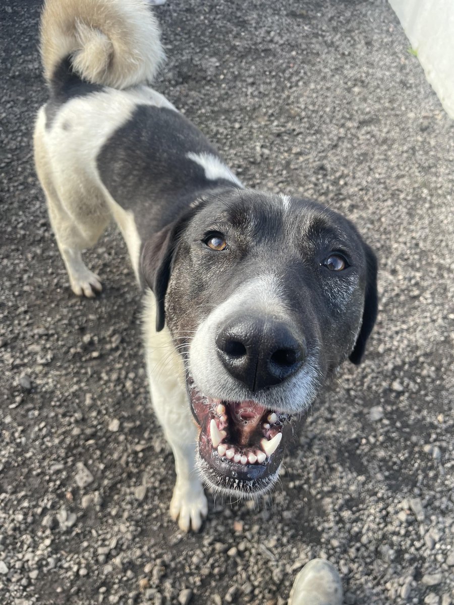 Pat is between 1-2yrs old. She is a large girl who needs an experienced owner. Pat walks well on the lead and loves to play with other dogs (as long as there's no food around.) She can live with another calm, female dog as long as she is fed separately
#Worcestershire #Pershore