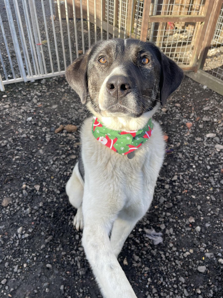 Pat loves her food! Once she gets to know you, she loves head rubs and bells rubs too. She loves running off lead in the secure fields.  Pat needs a guardian experienced in rescue dogs and/or large breed dogs. #Worcestershire #Shropshire #Staffordshire #Oxfordshire #Derbyshire