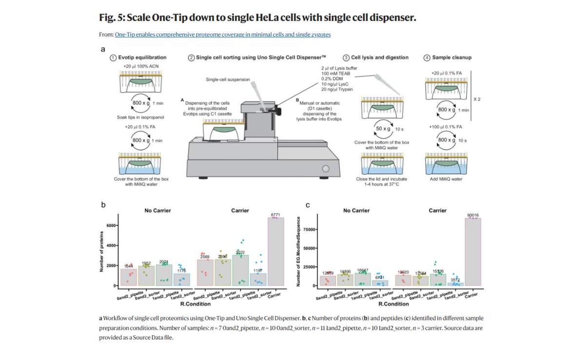 Visit or re-visit this established workflow with the One-Tip and how it gives you comprehensive #proteome coverage in minimal cells and single zygotes. nature.com/articles/s4146… #teammassspec #singlecellanalysis