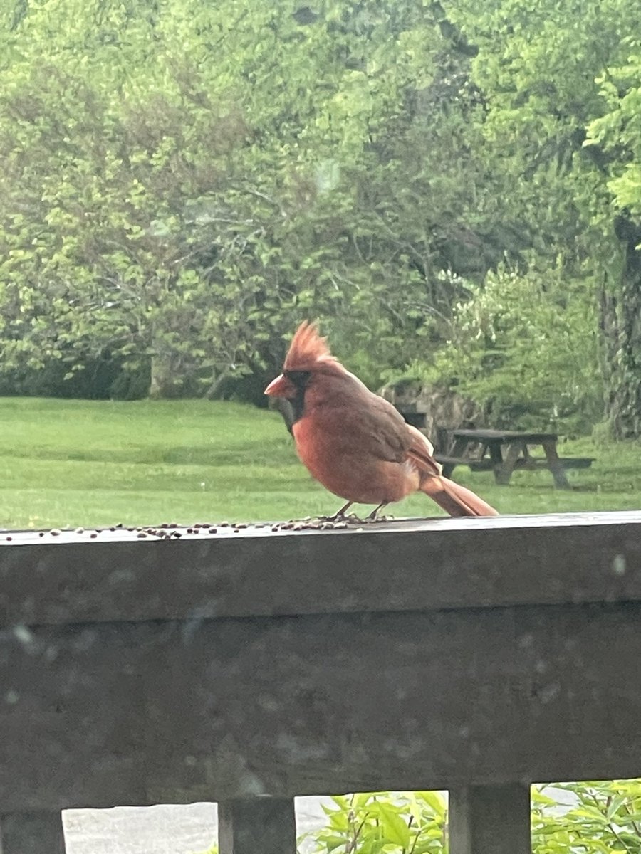 This dude comes and visits me every morning