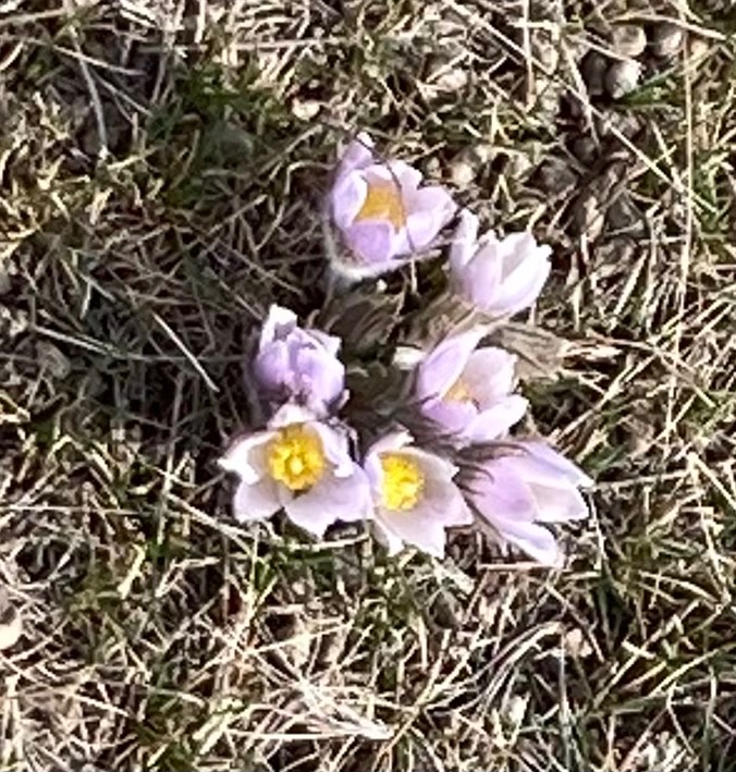 SundanceFarms's tweet photo. The deep rooted prairie crocus, a sign of spring. Grows in unploughed landscapes and can survive nights below zero celcious. #prairie #AnemoneNotCrocusFamily #OnPasture #Wildflower #habitat https://t.co/x25GlCPvPx