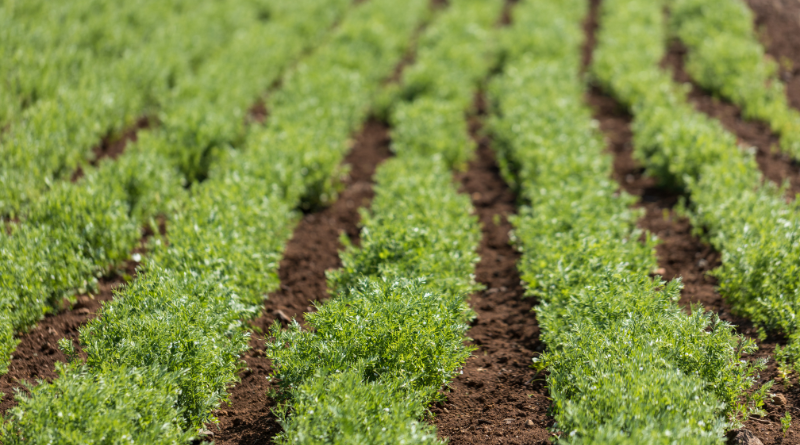 La production de protéines végétales constitue un atout et un enjeu essentiels pour la France en matière de souveraineté alimentaire. Producteurs de légumineuses, participez aux #JNAgri pour faire connaître au plus grand nombre votre activité 👌! 👉 journeesagriculture.fr/actus/semons-l…