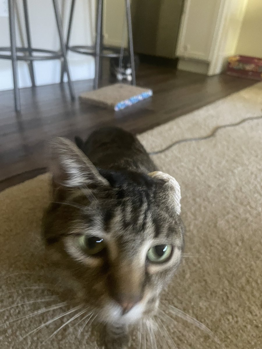 Kitty_catzzy's tweet photo. Happy Monday https://t.co/xFcXlvs0Vu