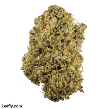 PotCultureMag's tweet photo. #StrainProfile: Start your Monday with Durban Poison! 🌟 Known as the "espresso of cannabis," this pure sativa delivers a racy, high-energy vibe perfect for tackling the week ahead. With up to 26% THC, it enhances focus and creativity. #PotCultureMagazine #StonerFam #Cannabis https://t.co/AEs1u3vQwH