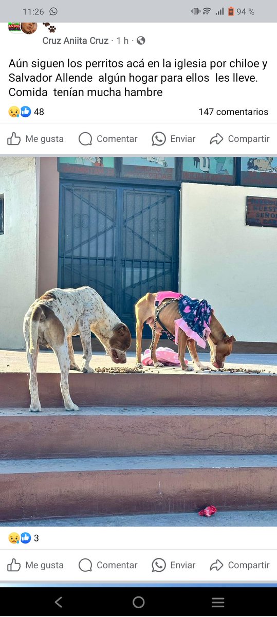 Quiero exponer a este flaite flojo d mierda q lucro x años con 2 perros Pitbull para venderles las crías, y q ayer abandono a la hembra y macho en estado d desnutrición total, la hembra cn mastitis y +!! Difundir! #antofagasta @PDI_CHILE @SachaRazmilic @ciudadanovidela