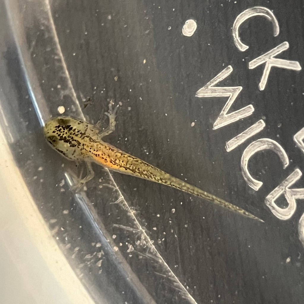 Happy Earth Day! 🌍️Striped Newts are a type of salamander with a small native range in southern Georgia and northern Florida. Here at ZooTampa, we have been helping by participating in the Coastal Plains Institute striped newt release in Apalachicola National Forest wetlands!