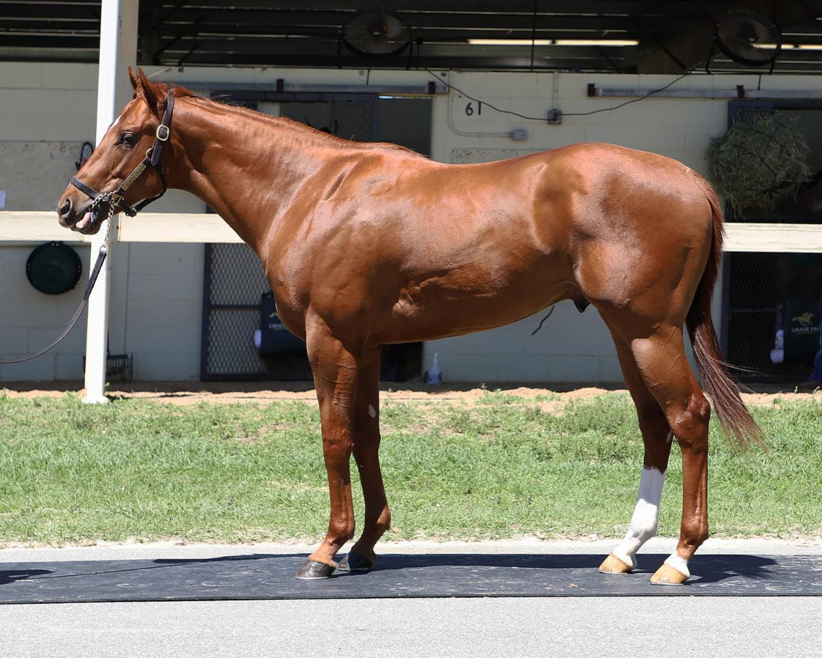 We're already practicing our winner's circle pose with this guy!🏆 Meet Hip 403 from @OBSSales April, a colt by Curlin from the family of Mitole. Clocked an 1/8th in 10 flat, with an impressive gallop out🚀He enters training with @brenpwalsh after a vacation at @WinStarFarm .🏇🥃