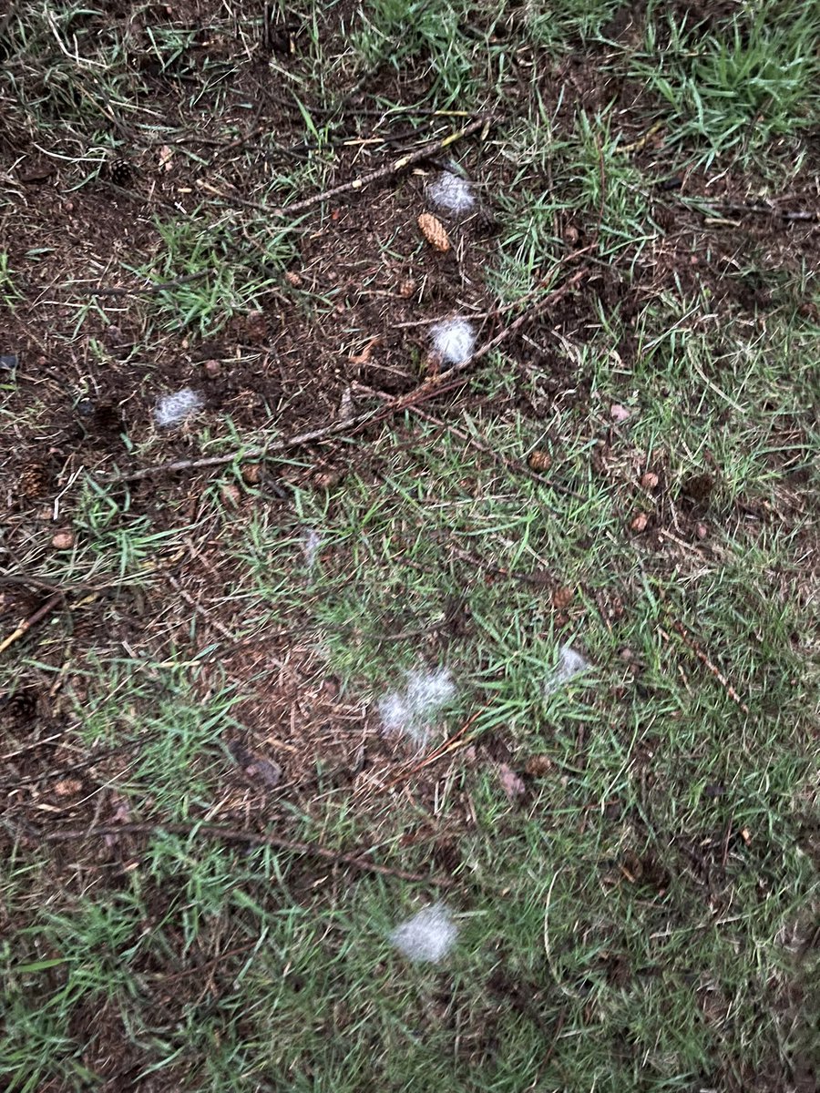 Hare fur in the woods, I saw one of the hares this morning, perhaps a fight? Also saw a roe deer. @EasternMoors @peakdistrict @DerbysWildlife @HPT_Official