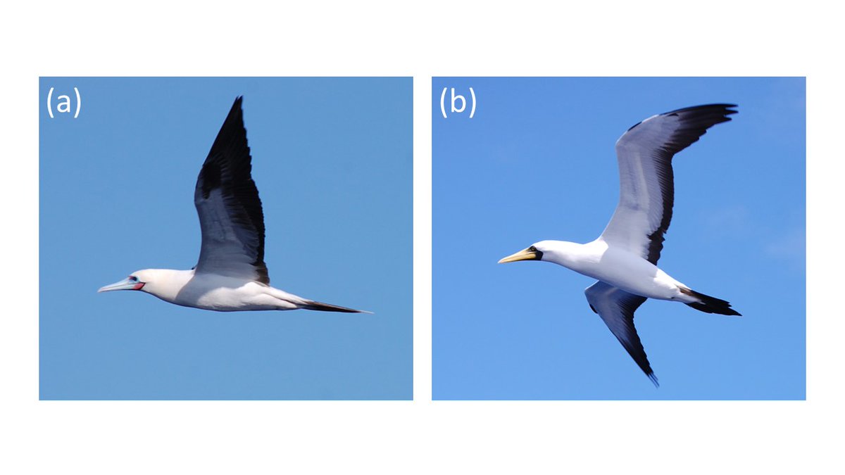 Red-footed (a) and masked boobies (b) #seabirds #revillagigedo 🇲🇽 Check our new publication at @Ecol_Evol 'Variations in inter‐specific and sex‐related niche partitioning in pelagic boobies during their annual cycle' Open access here: onlinelibrary.wiley.com/doi/10.1002/ec…