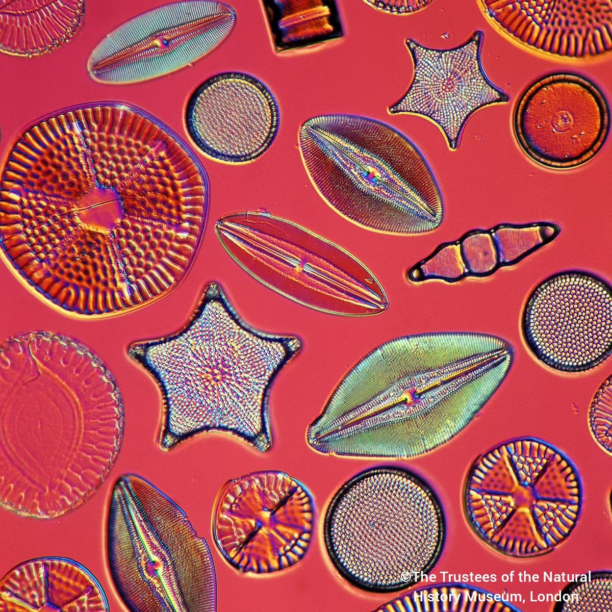 This #EarthDay, lets have a look at the mighty but miniscule Diatom, a class of microscopic algae that contributes around 20% of Earth's oxygen each year. 

There are thousands of species of Diatom, each with a fun and fascinating shape.
