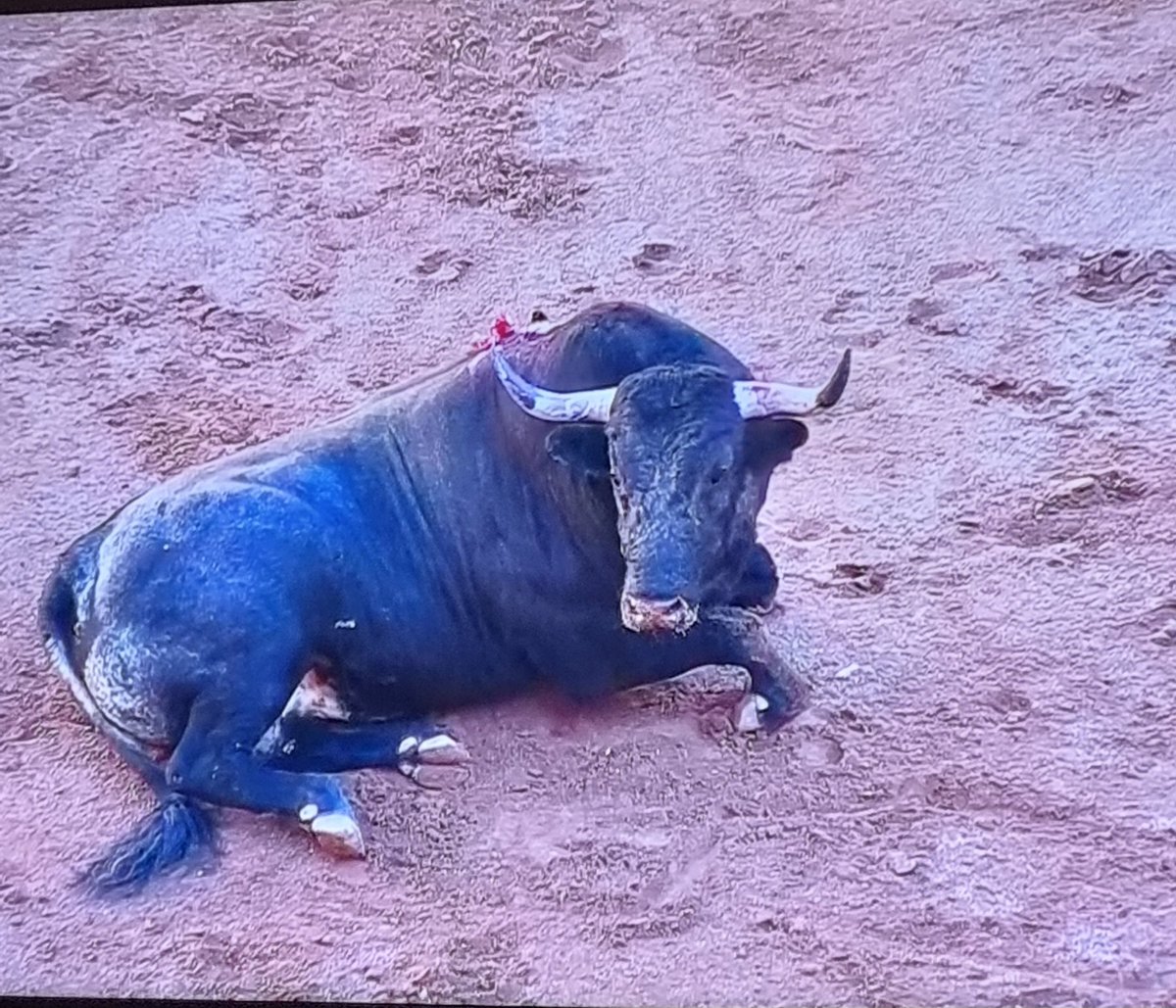 paco1rafigura tweet picture