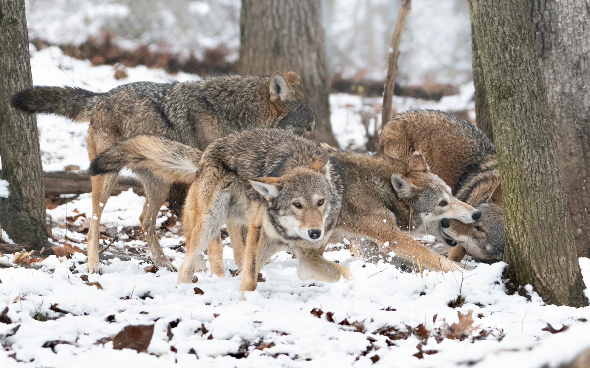 STLWolfCenter tweet picture