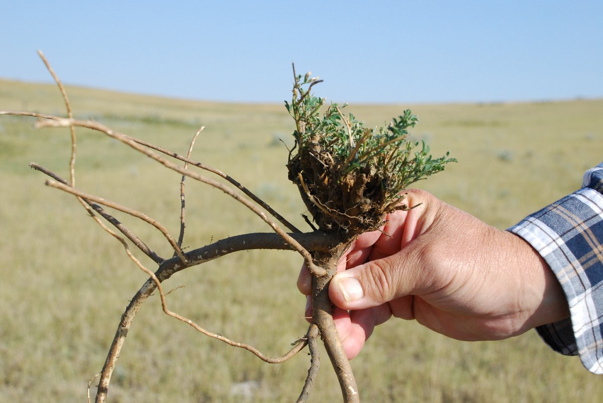 Did you know native plants help promote soil health? Many native plants are equipped with deep root systems, which prevent erosion and cycle nutrients back into the soil, creating a healthy foundation for our ecosystems. #NativePlantMonth