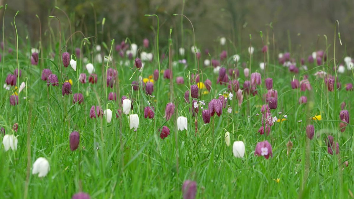 Pwy sy’n edrych ‘mlaen at y bennod nesa?🌳 Storfa wlân i adar, hau dringwyr blynyddol a pharatoi ar gyfer yr Hydref 🍂 HENO! Am 8.25yh ar @s4c 🌱🌼