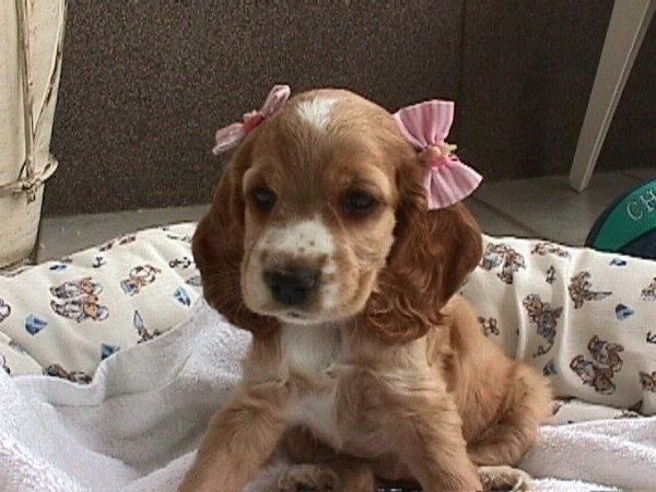 animalswithbows tweet picture