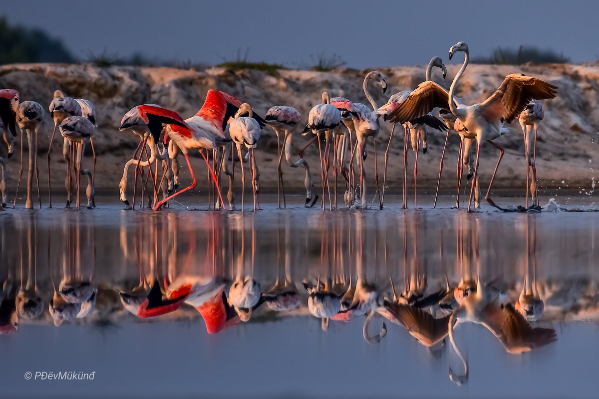 Nature of #Kilinochchi 
Flamingos
#PDevMukundPhotography
#kilinochchi 
#nikon #nikonphotography #nikonphoto #capturedonnikon #yourshotphotographer #natgeowild #birds #wildlifephotography #wildlife
#birdsoffacebook #birdphotography