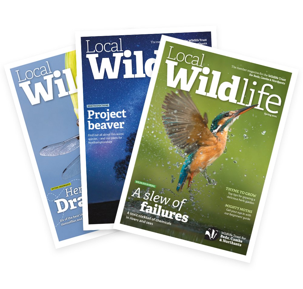 Shout-out for local nature writers! Do you have a feature idea that would work well in our members' magazine covering BCN? We are now open for submissions for winter 2024 onwards. All the information you need is on the website: wildlifebcn.org/local-wildlife… #naturewriting