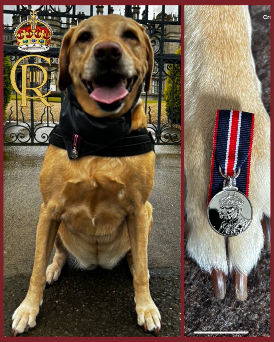 Holly asked, as Dad recived his Kings Coronation Medal would she get one too. Today Holly was proud to show off her Kings Coronation Mini Medal. She has been vital in helping lots of people over the last four years so a nice little gesture, @FlintHouseRehab