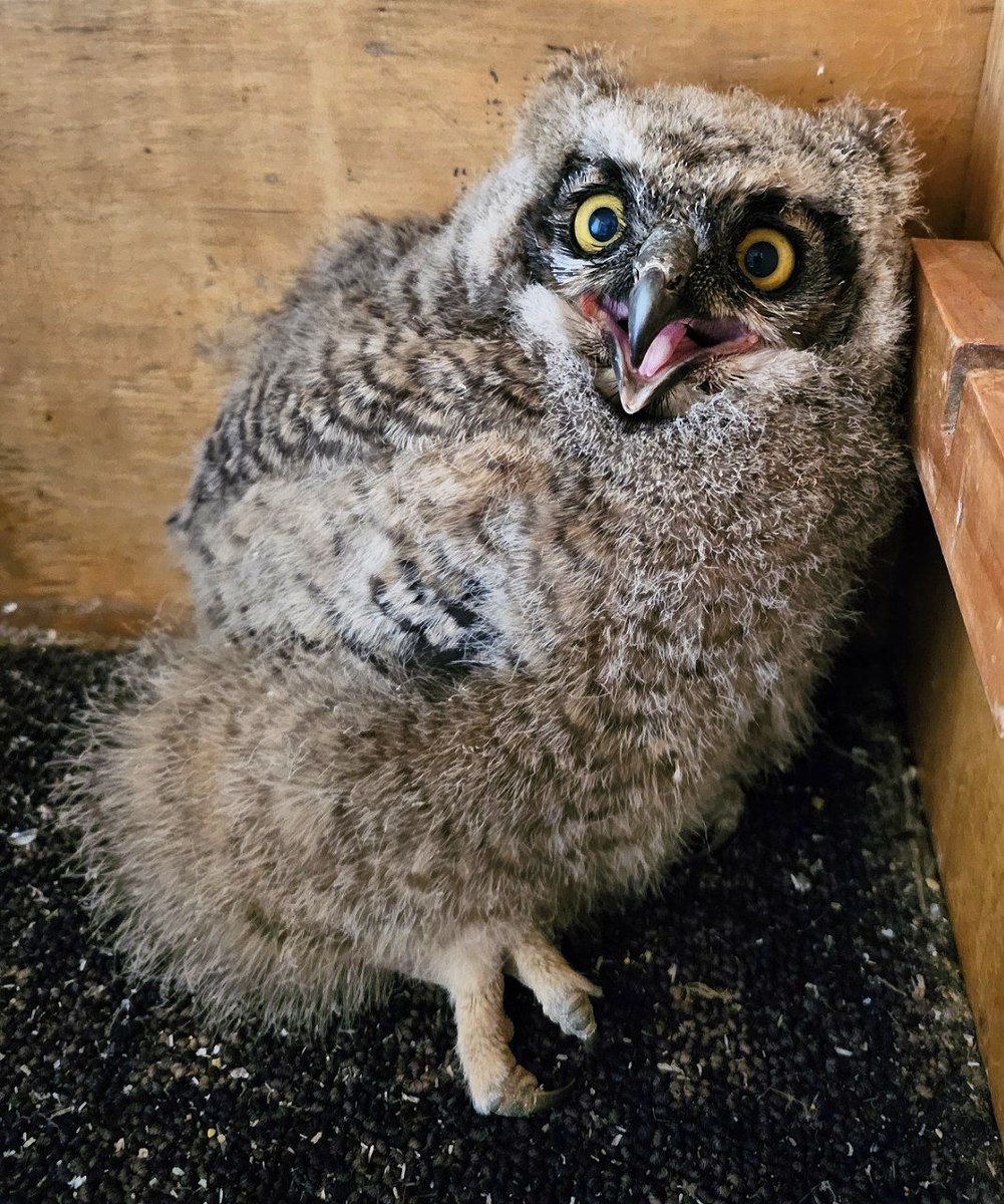 Great horned owlets often leave the nest weeks before they can fly, so people think they are orphaned when they are not. This chick, however, is too young to be out of the nest and did need aid. If you find an owl on the ground, contact a licensed local rehabber for advice!