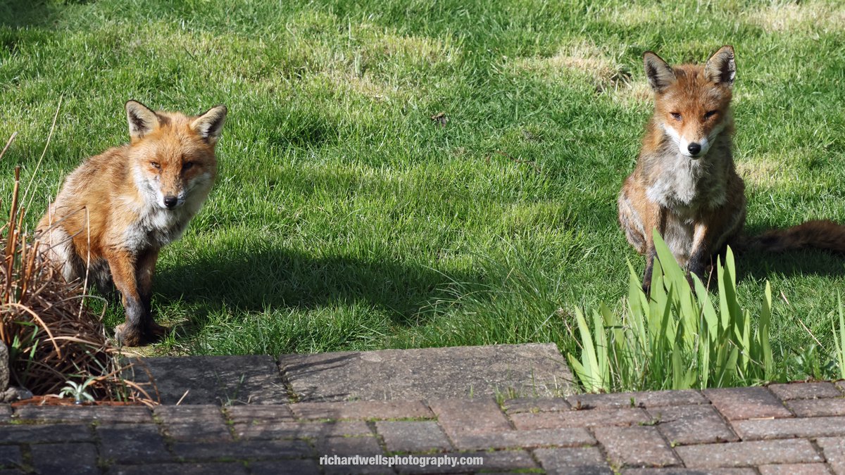 Favourite wee fox (left) & big fox AKA Gunvald. Gunvald is possibly the greediest ruffian of a fox yet to grace the garden but even he has his moments when he seems quite agreeable. @labmammalgroup @EdinburghNats @Britnatureguide #fox #Edinburgh #garden #FoxOfTheDay