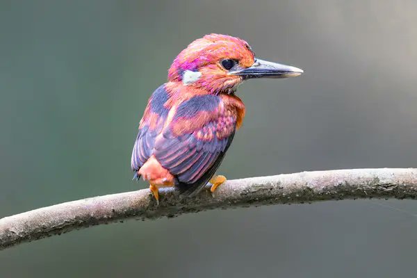 Thanks @aimeenez for describing the South Philippine dwarf kingfisher 'From beak to tail, the bird is just over four inches, or slightly bigger than a crayon. And you’d need a whole box of them to describe it... .' lithub.com/we-are-here-on…