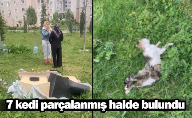 İnegöl'de anne kedi ve 6 yavrusu ayakları kesilip parçalanmış olarak bulundu. Medya hedef gösteriyor, katiller öldürüyor, siyasiler sessiz... #HayvanHaklarıAnayasaya