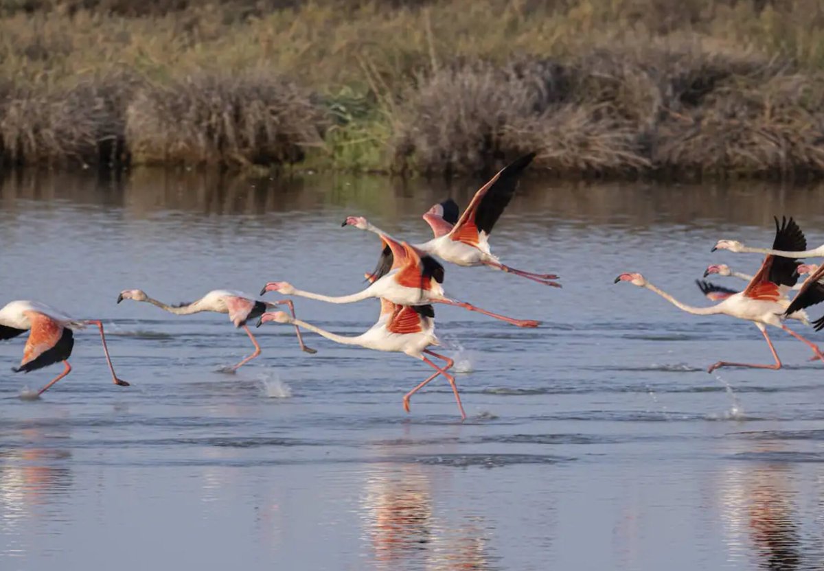 WWFAlicante's tweet photo. 🐬🌏Hoy es el día de la tierra, un día clave para seguir manteniendo en el debate la emergencia medioambiental. Algunas de nuestras prioridades: 
La protección de las especies en pde
La conservación de la biodiversidad
La concienciación social 
📸
Antoine Giret
Nasa
J.m. Serrano https://t.co/bQKLEc54mD